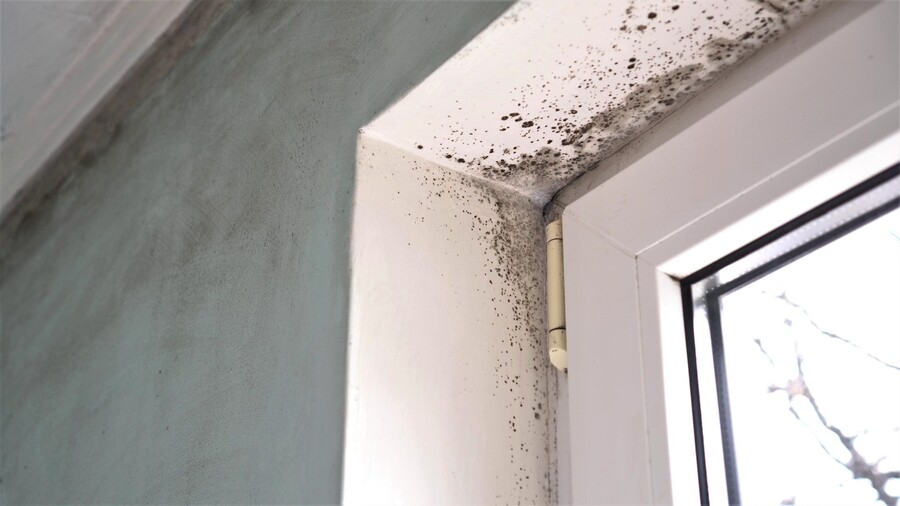 Mold Remediation by Services 3,2,1 Corp